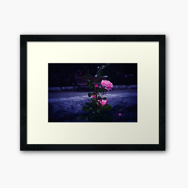 Rose Framed Art Print