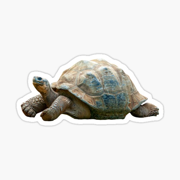 Item preview,  Just Relaxing Giant Tortoise  designed and sold by OwlOccasions.