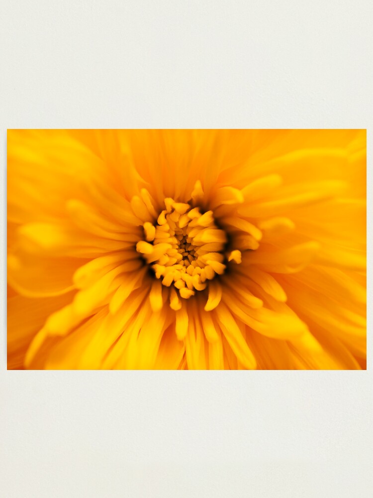 Alternate view of Day 239 - 5th March 2012 Photographic Print