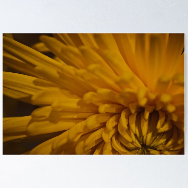 Item preview, Yellow Dahlia 2  designed and sold by KSKphotography.