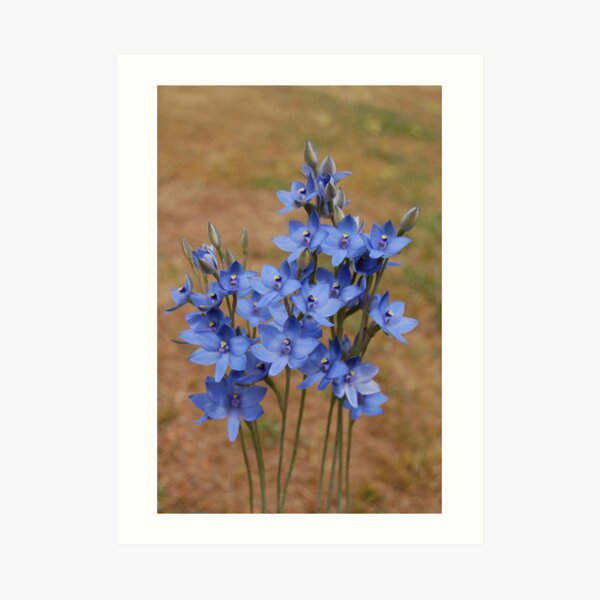 Thelymitra crinita Art Print