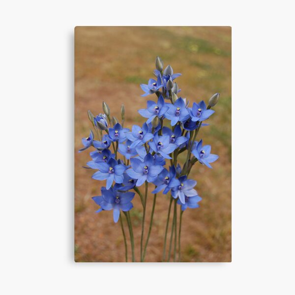 Thelymitra crinita Canvas Print