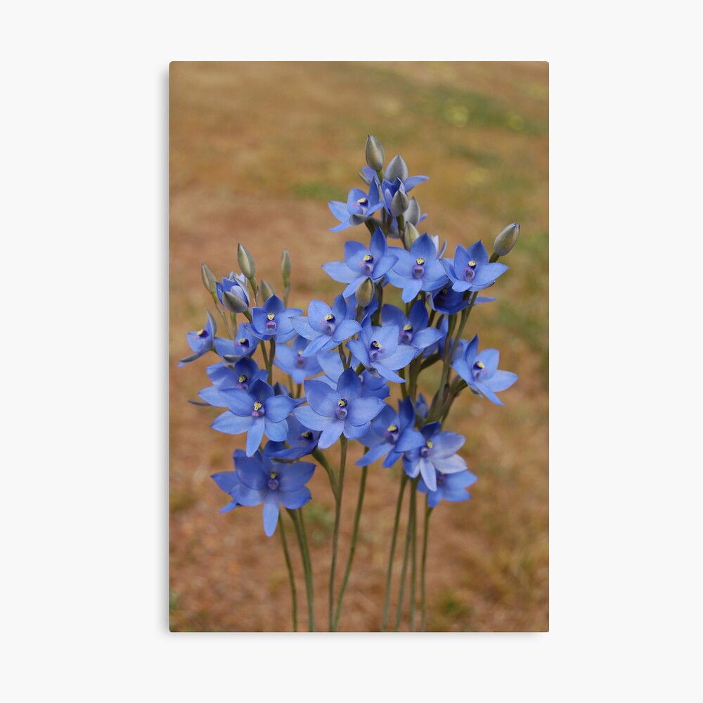 Thelymitra crinita Canvas Print