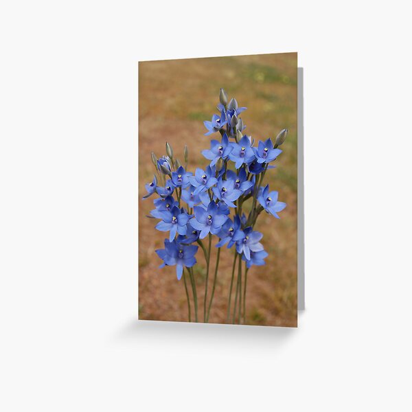 Thelymitra crinita Greeting Card