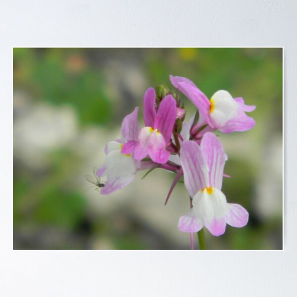 Item preview, Toadflax and...GNAT! NOT YOU AGAIN! designed and sold by Navigator.