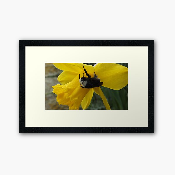 Cold Bumble Bee Framed Art Print