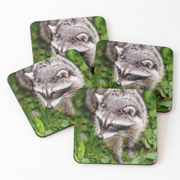 Item preview, Raccoon designed and sold by Dalyndigital Photography.