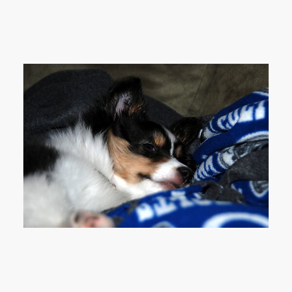 Sleepy Puppy Photographic Print