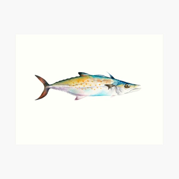 Mackerel painting Art Print