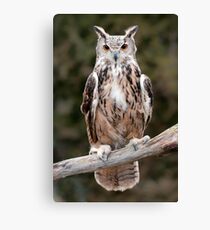 Eurasian Eagle-Owl Canvas Print