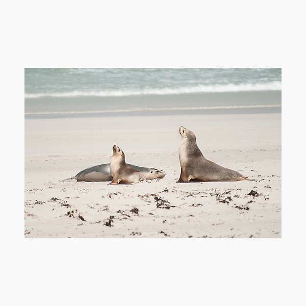 Australian Seal Pups Photography Photographic Print
