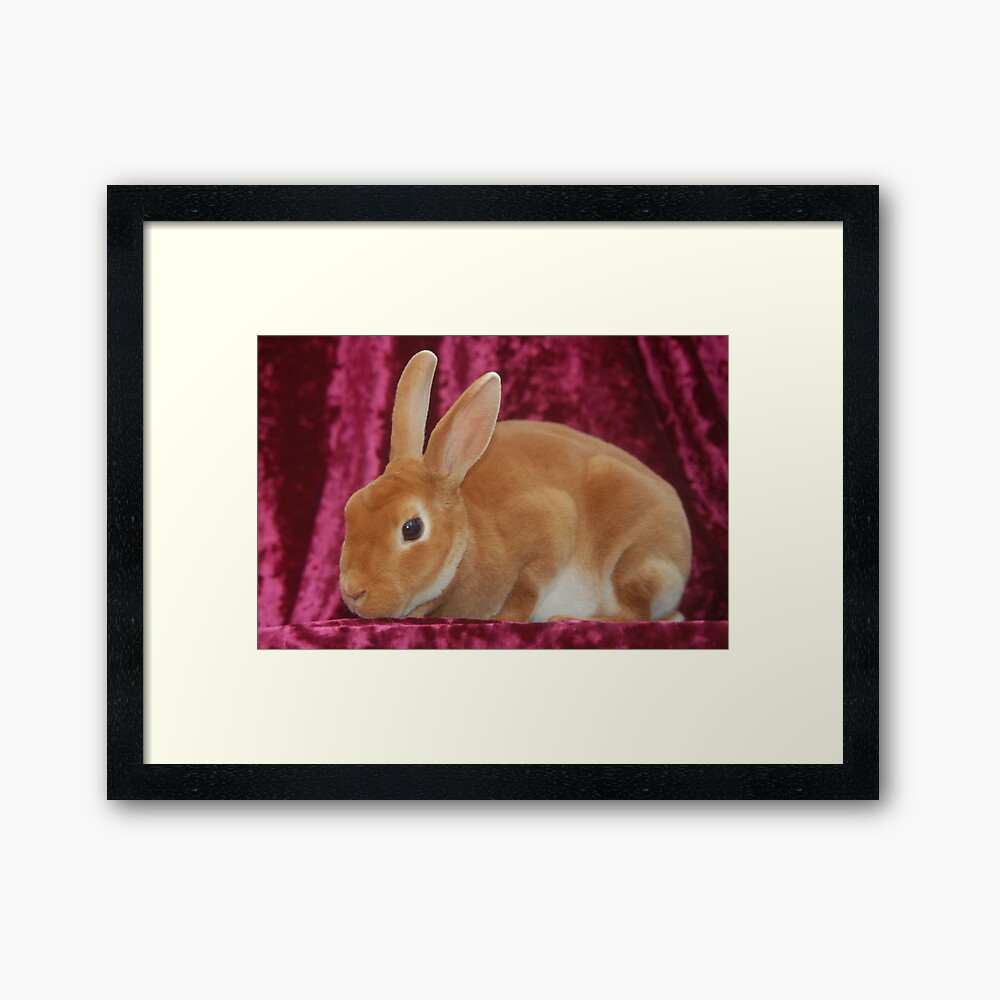 "The Velveteen Rabbit" Framed Art Print by k2charmed4u Redbubble