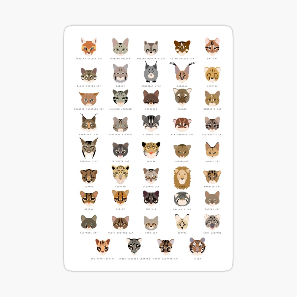 st,small,845x845-pad,1000x1000