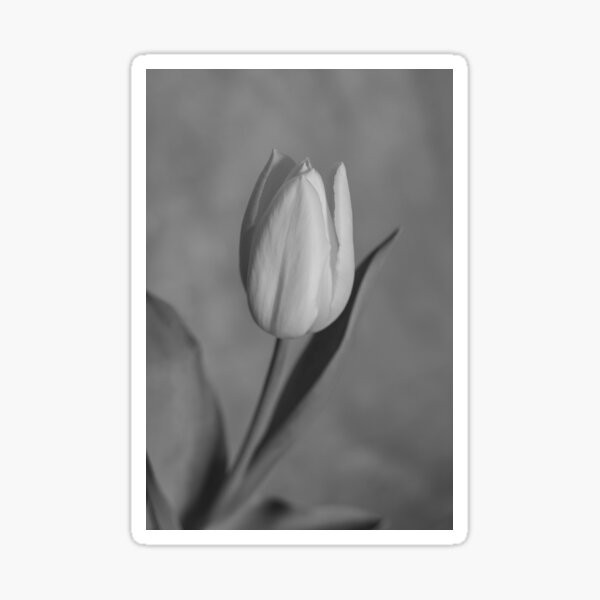 Item preview, Tulip (B/W) designed and sold by Crystal Vision Photo Art.