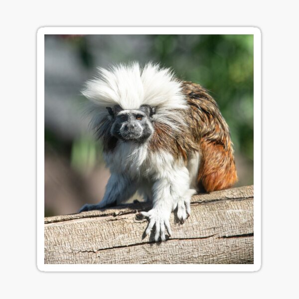 Cotton top hot sale tamarin for sale