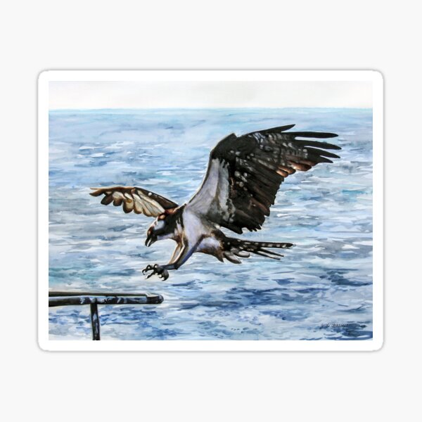 Osprey Landing Sticker