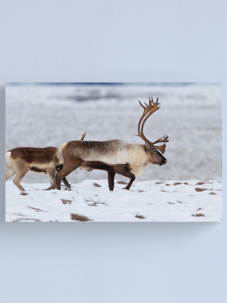 Alternate view of Caribou Migration Canvas Print