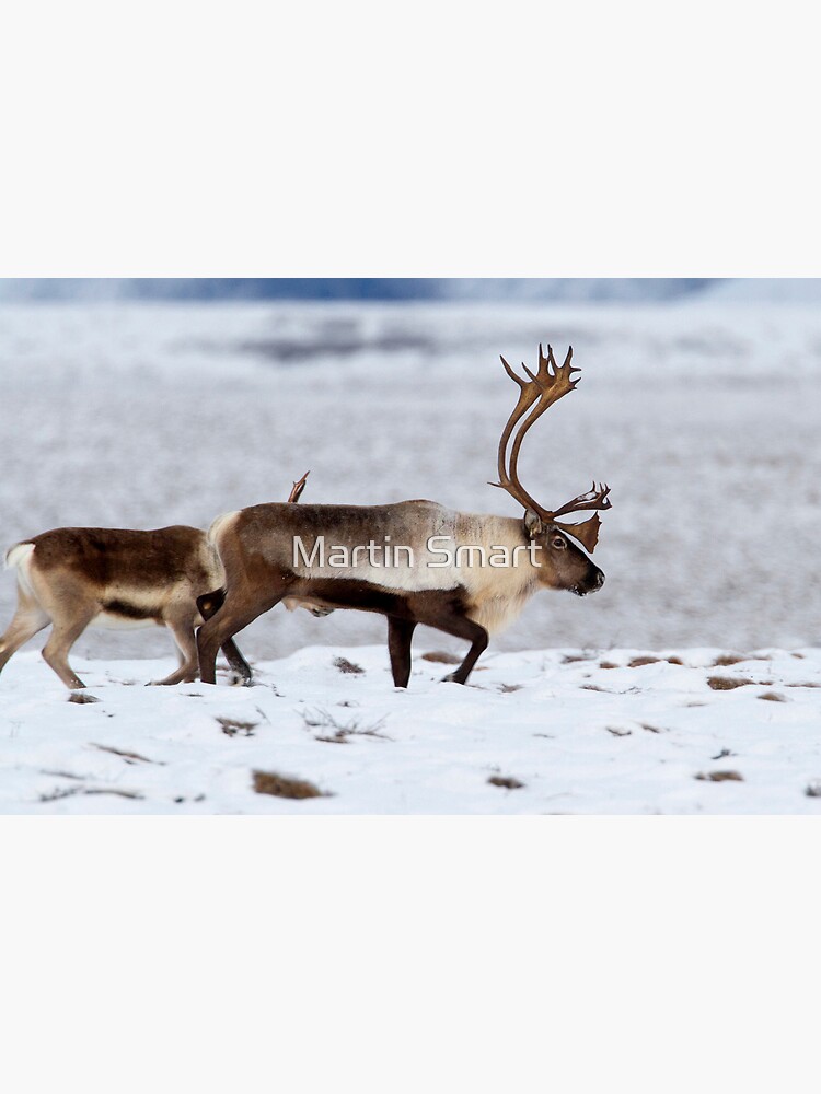 Caribou Migration by MartinSmart