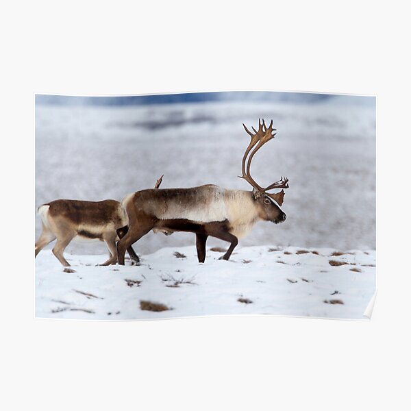 Caribou Migration Poster