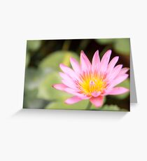 Nucifera Greeting Card