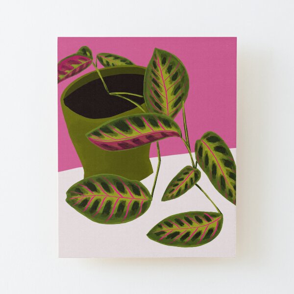 Prayer Plant on Pink Wood Mounted Print