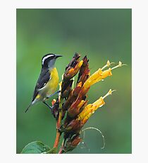 Bananaquit Photographic Print