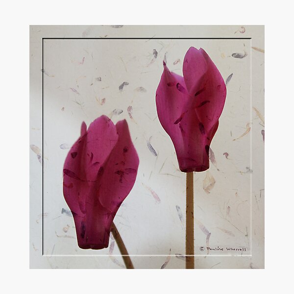 The beauty of cyclamen flowers Photographic Print