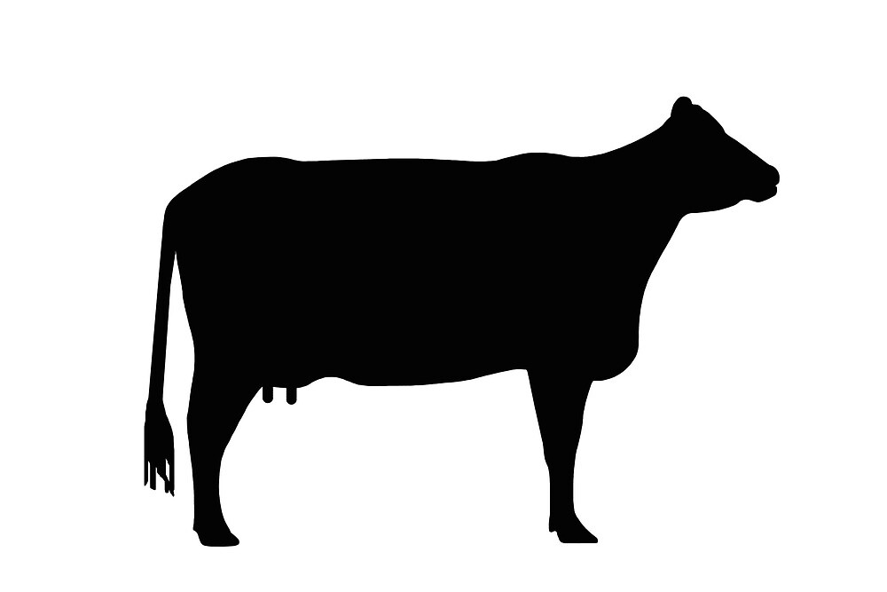Download "Cow silhouette as sign or clipart" by naturaldigital | Redbubble