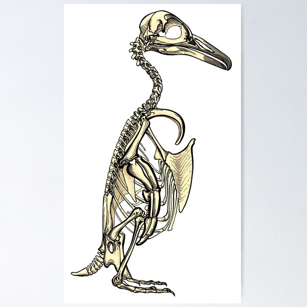 Item preview, Penguin Skeleton Side View - Scientific Illustration Pen and Ink with Digital Watercolor designed and sold by Zit-Zat-Zot.