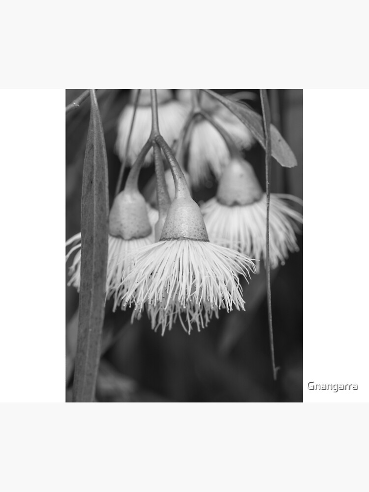 Eucalyptus by Gnangarra