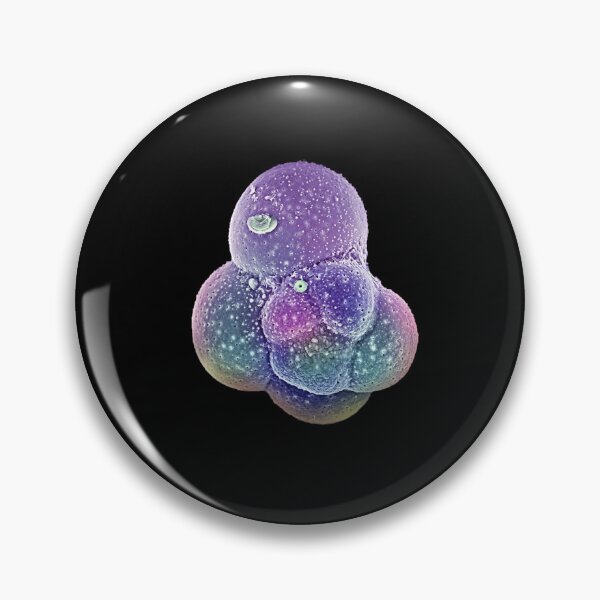 Item preview, © Foraminifera  designed and sold by GeoPipics.