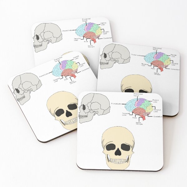 Item preview, Skull and Brain Anatomy designed and sold by mcdouemm.
