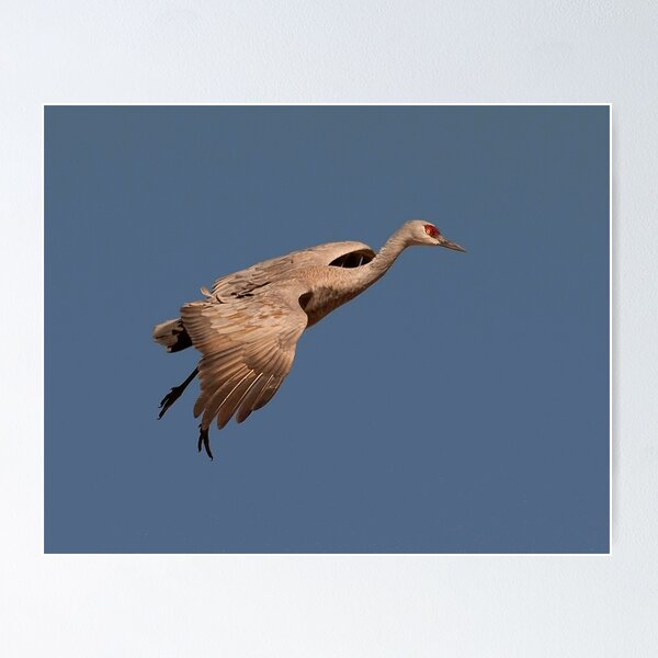 Item preview, 0211111 Sandhill Crane designed and sold by Marvin Collins.