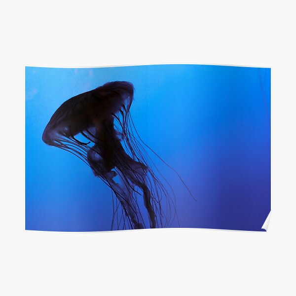 Jelly Silhouette 003 Poster