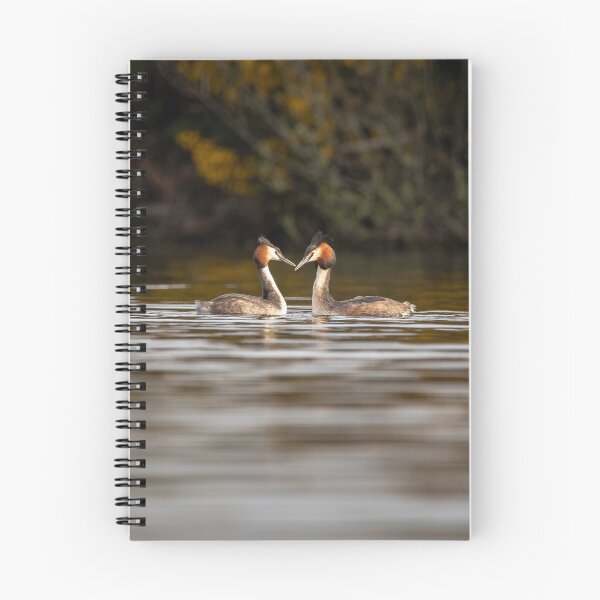 Item preview, GREAT CRESTED GREBE COURTSHIP designed and sold by Andrew Hocking.