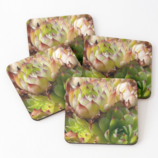 Item preview, Common Houseleek Plant Close Up designed and sold by MarkUK97.