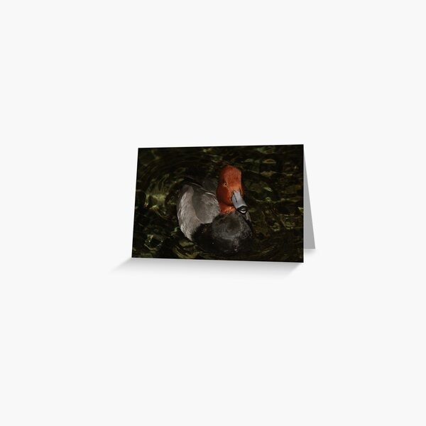 Swimming Duck Greeting Card