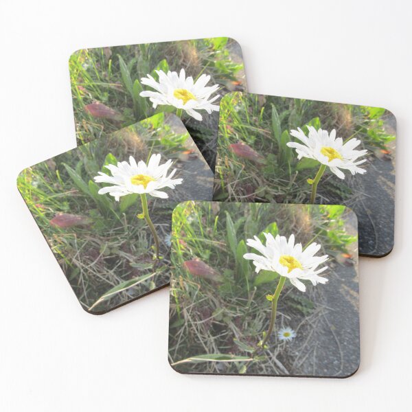 Item preview, roadside daisy in sunlight designed and sold by joshuarainbird.