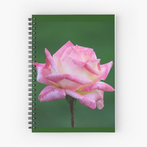 Item preview, Single Pink Rose designed and sold by BarbaraWilliams.