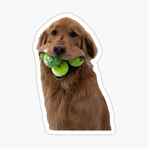 Golden Retriever avec des balles de tennis Sticker