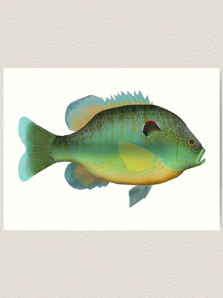 Northern Sunfish Art Print for Sale by fishfolkart