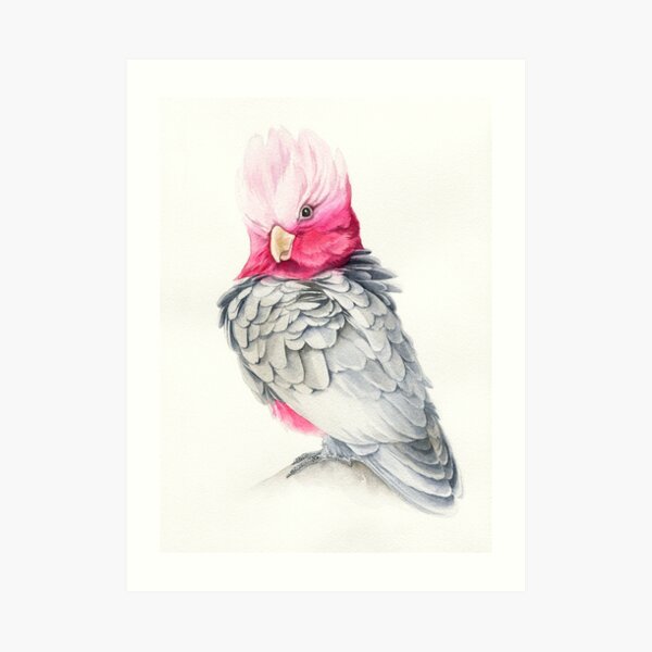 Pink parrot painting Art Print
