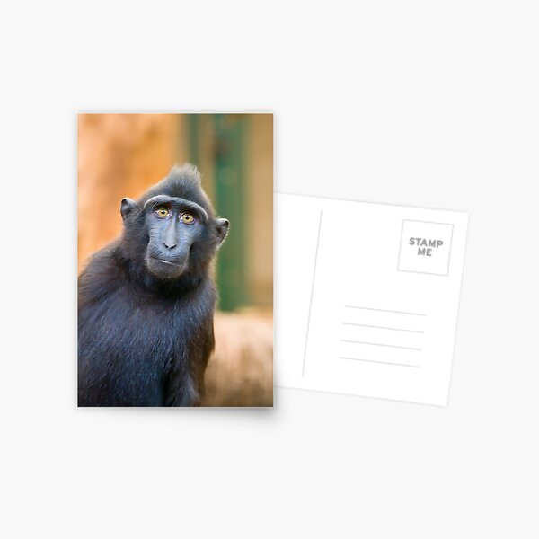 Monkey Postcard