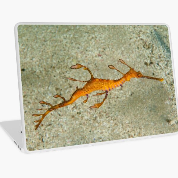 Juvenile Weedy Seadragon - Phyllopteryx taeniolatus Laptop Skin