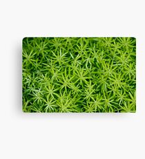 Full Frame work Canvas Print