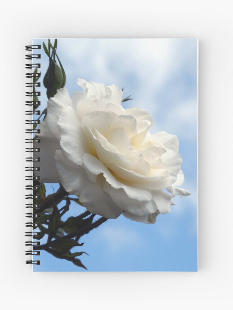 White Rose in sky