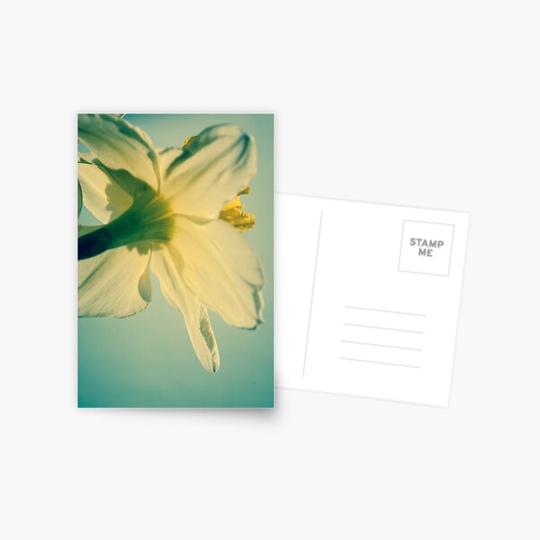 Daffodil I Postcard