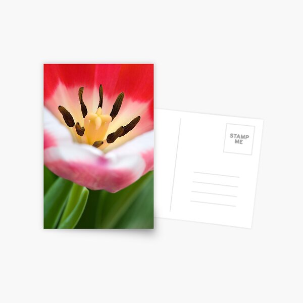 Tulip I Postcard
