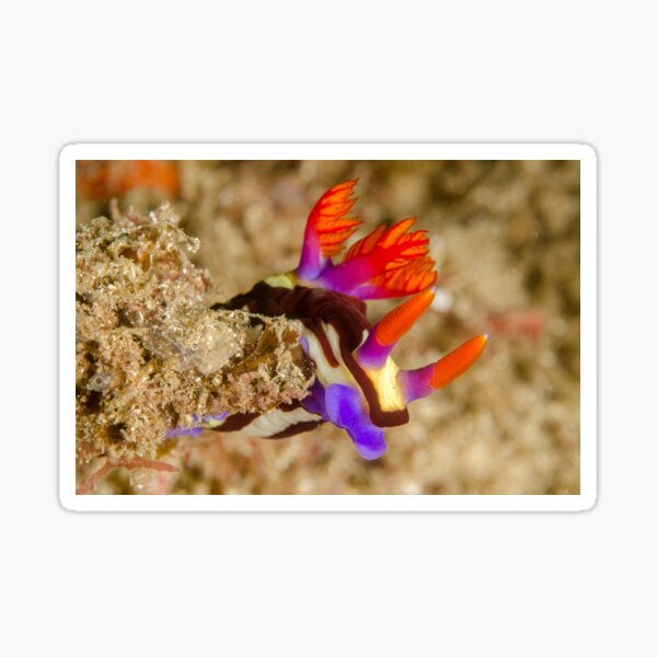 Nudibranch - Nembrotha purpureolineata Sticker