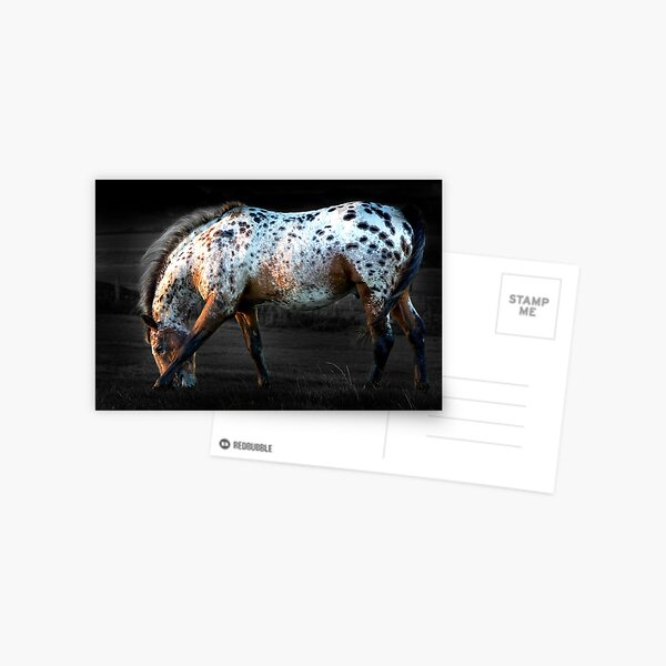 Appaloosa Postcard